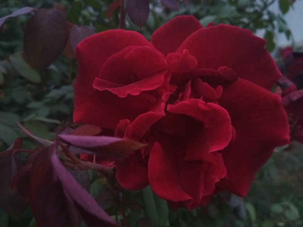Profondo rosso galassia di petali