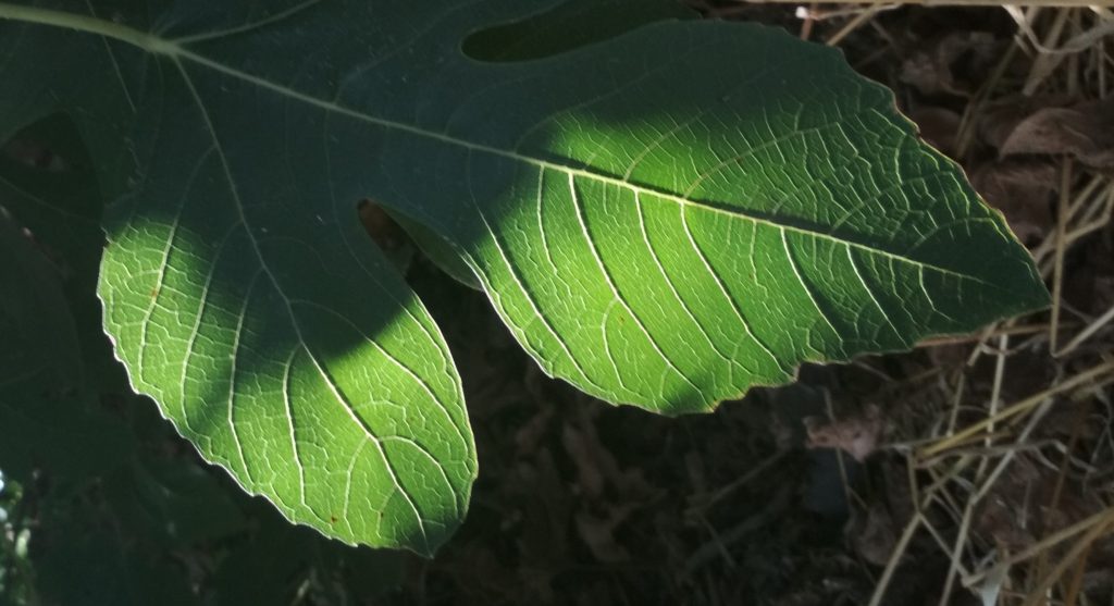 Nascondersi dietro una foglia di fico per assaporarne meglio il frutto ;)