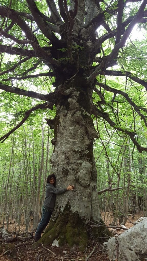 Abbracciare il Grande Saggio nella Foresta