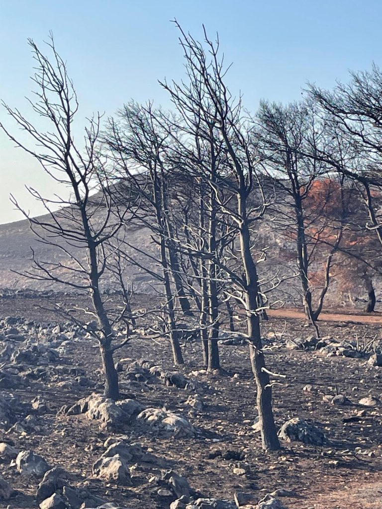 Ammirare la resilienza di un bosco incendiato, che si trasforma in un misterioso paesaggio, quasi sottomarino