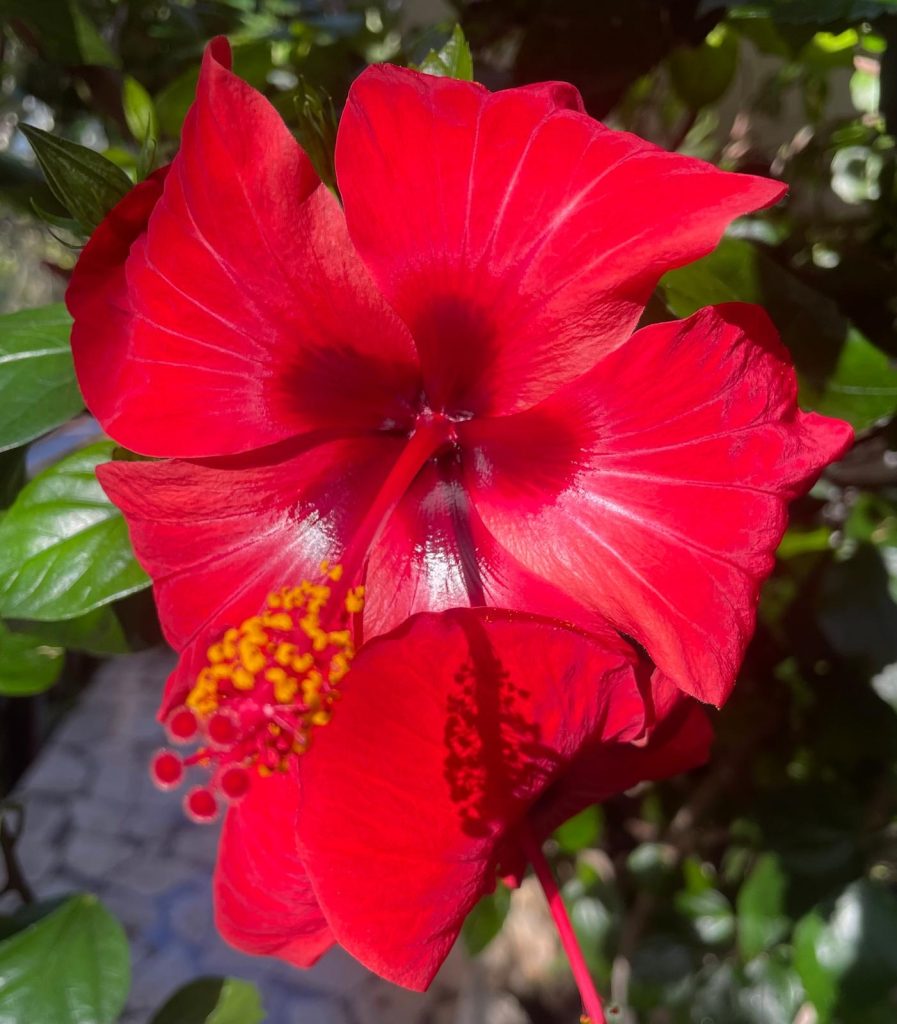 Afoso rosso ardente Hibiscus dopo la pioggia