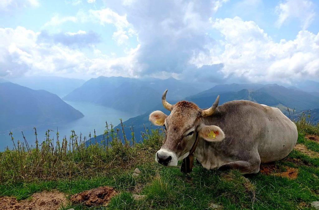 condividere la bellezza del lago con una mandria al pascolo in una giornata uggiosa, con la pioggia a fare da cornice alla serenità del luogo